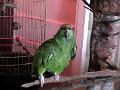 17a - Parc des Mamelles - Zoo 016